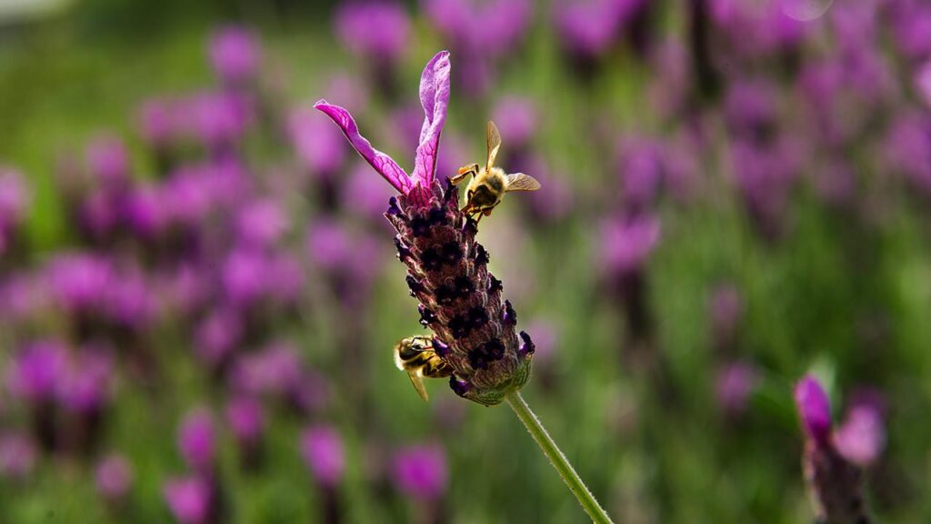 Snack maker helps with bee health, pollination work at UC Davis