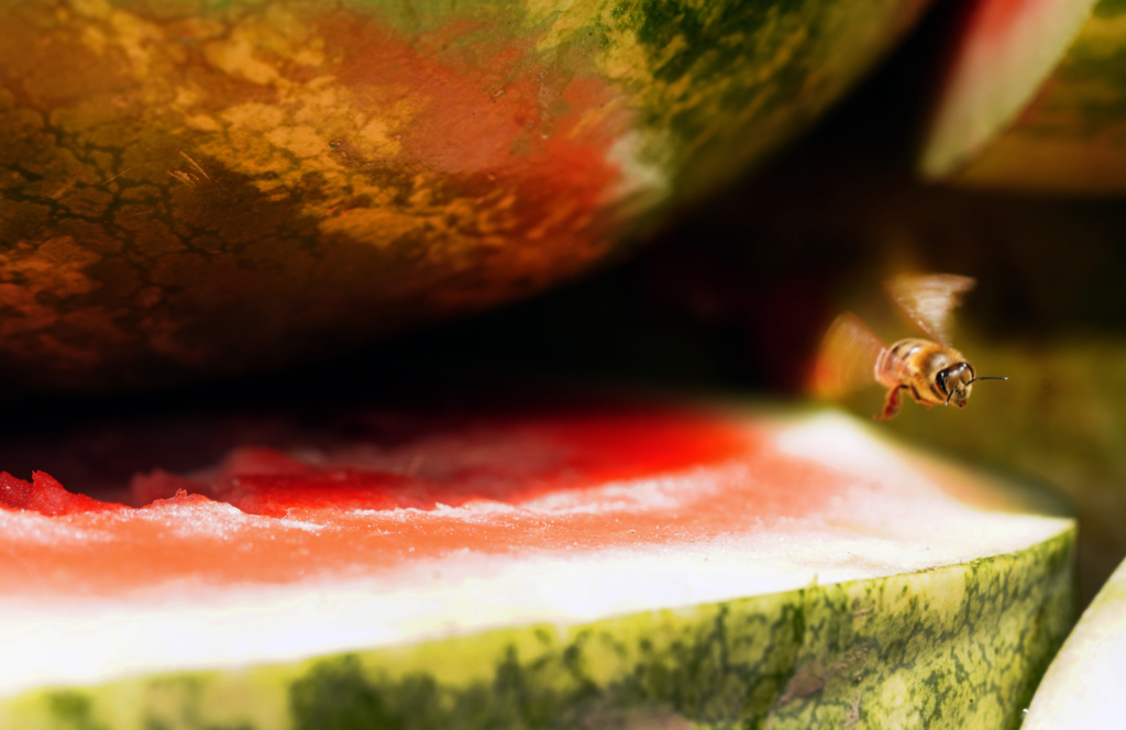 Purdue study shows value of IPM on corn, watermelon