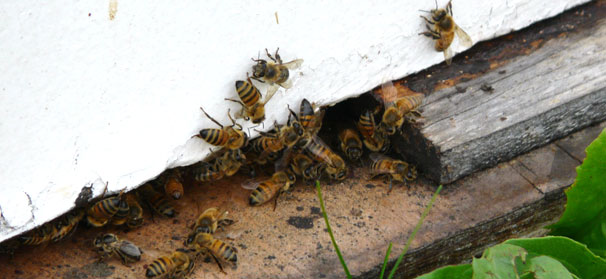 Tool predicts bee colony odds at overwintering