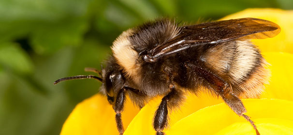 Turn marginal land into haven for beneficial insects