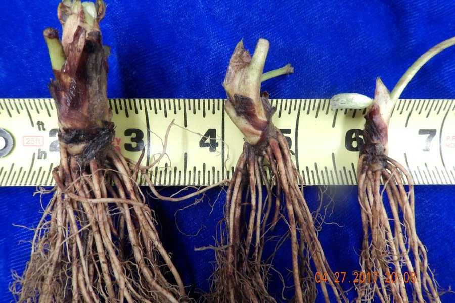 Getting the basics right when planting strawberries