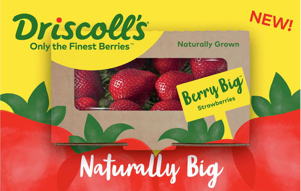 Driscoll’s starts selling ‘Berry Big’ strawberries