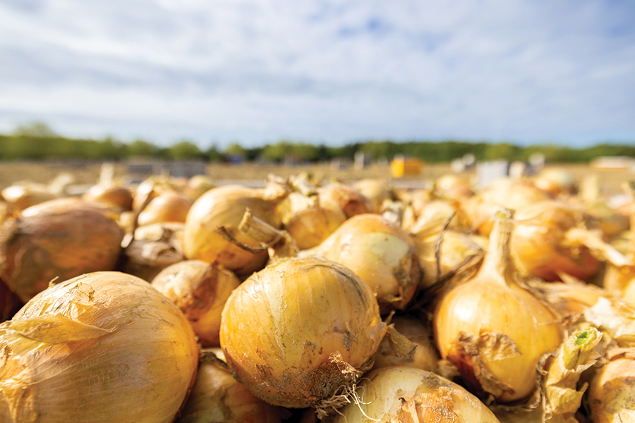 Crookham launches 2 early-season Vidalia onion varieties with disease-tolerance