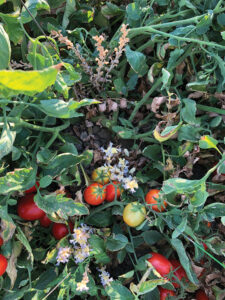 Processing tomato plants infested with branched broomrape, a parasitic weed of major concern in California