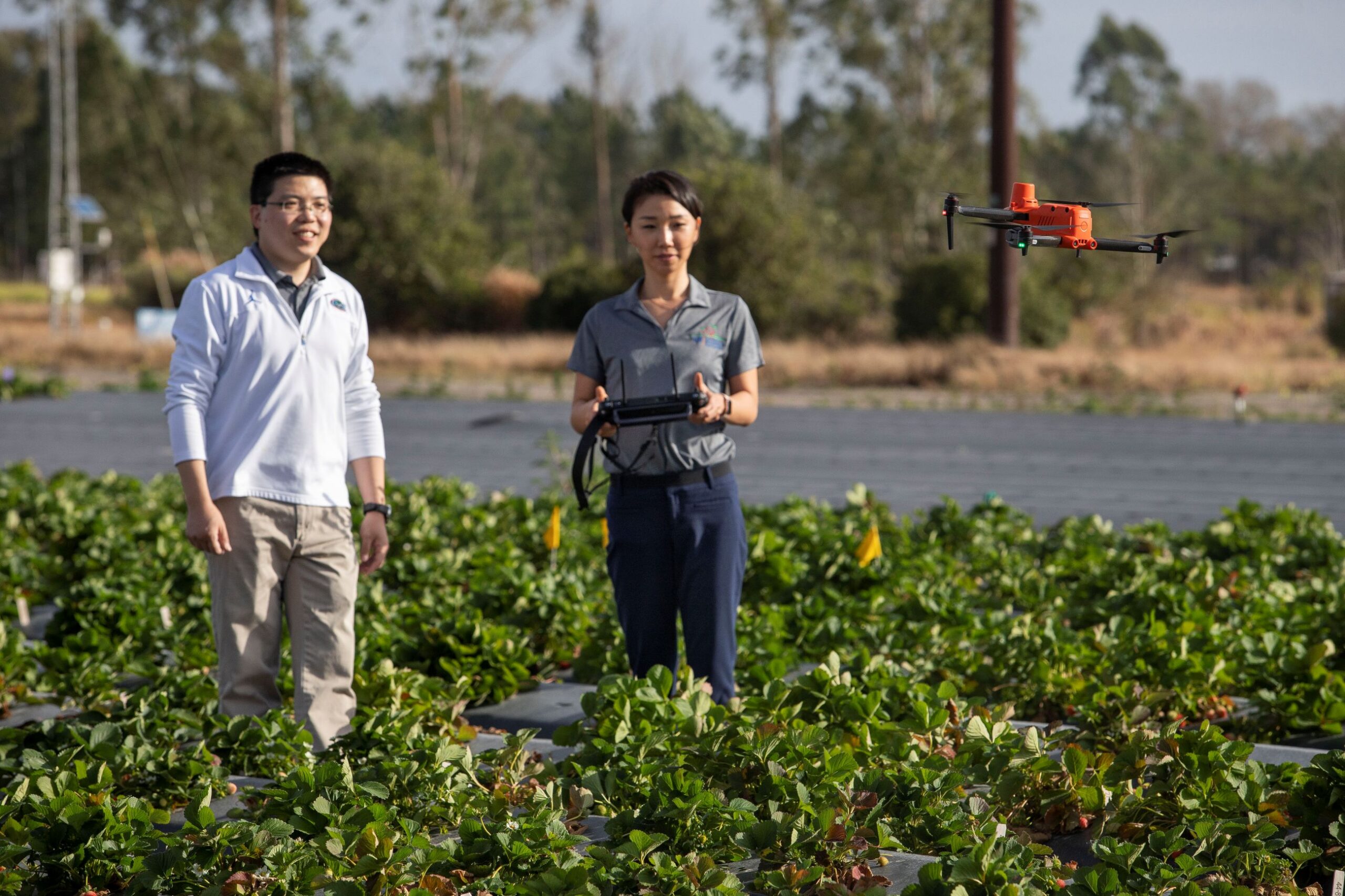 photo of UF scientists researching crops with drone