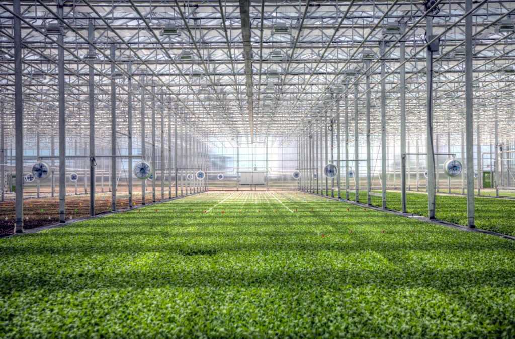 BrightFarms showcases new Texas greenhouse