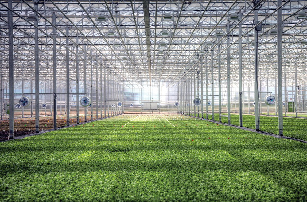 Moisture balance is crucial to maintaining health throughout your hydroponic system — from the media to the plant’s health and productivity. Photos courtesy of BrightFarms.