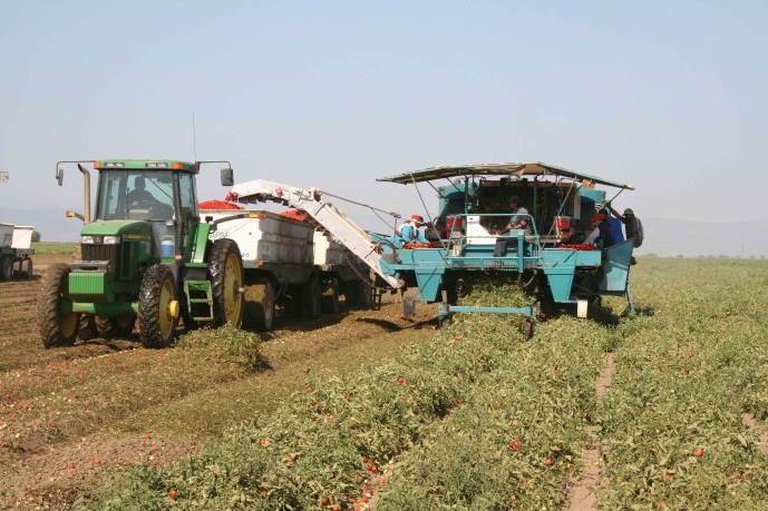 Tomatoes in top 10 of valued crops in Fresno County report