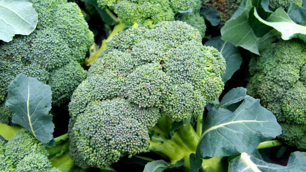 What does it take to establish an East Coast-based broccoli industry?
