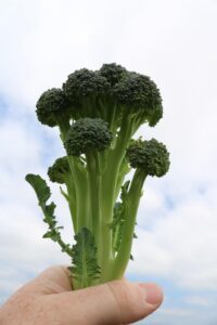 Broccoli Skytree F1