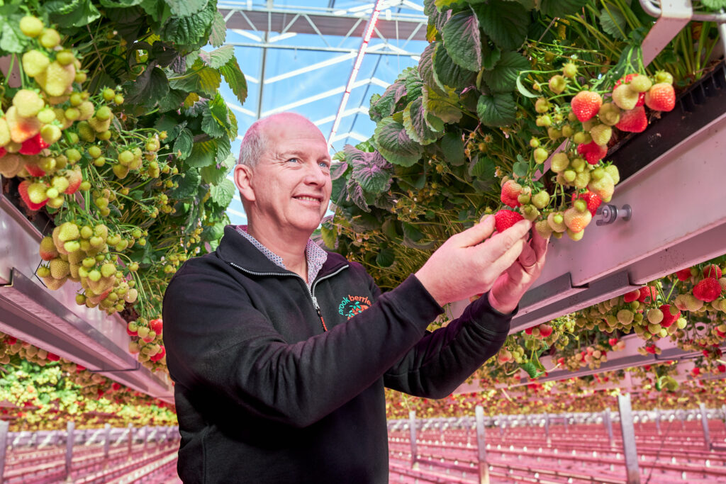 Success growing strawberries with LED seen by Signify and Fragaria Innova