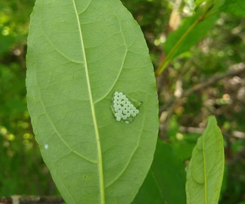 Increasing samurai wasp for biological control of brown marmorated stink bug