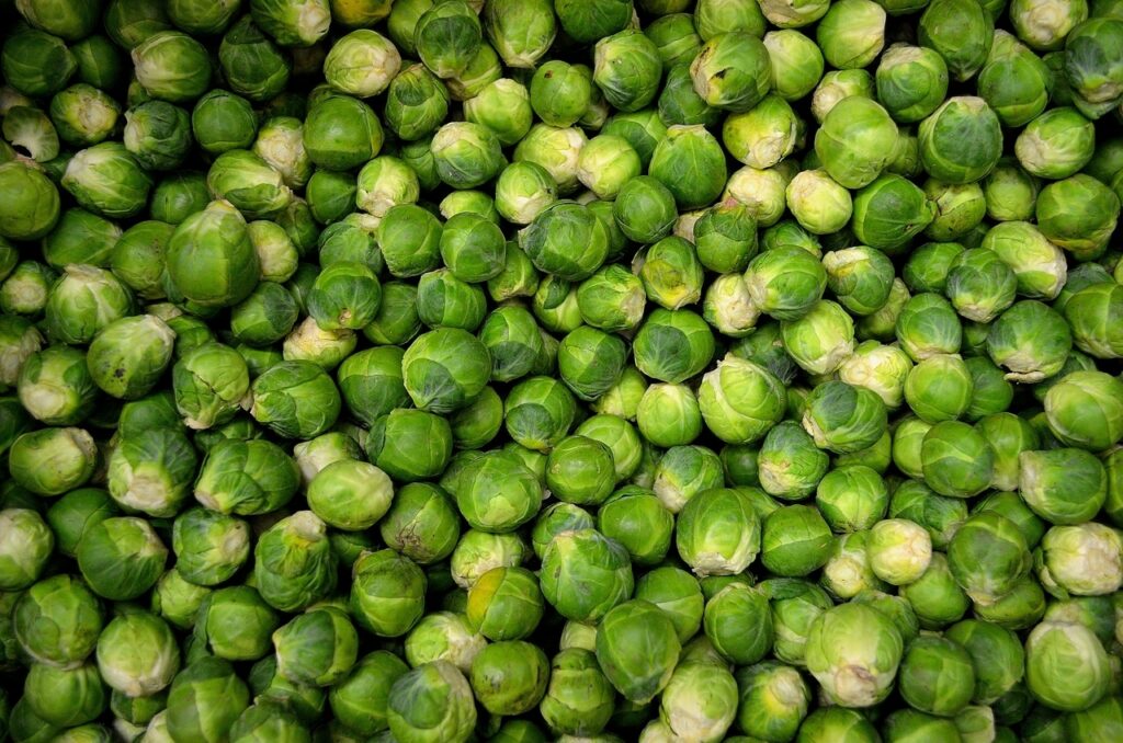 Brussels sprouts are becoming more popular. Photo courtesy of University of California Agriculture and Natural Resources.