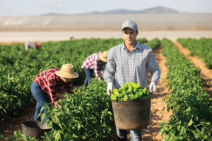 Farmer in the field with basket of vegetables