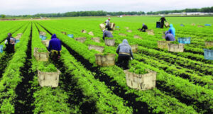 buurmafarms