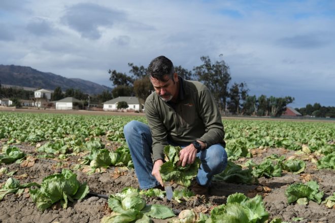 Salinas Valley farmers hit by lettuce virus