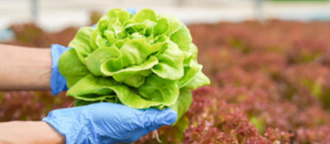 Former United Fresh CEO to lead CEA Food Safety Coalition