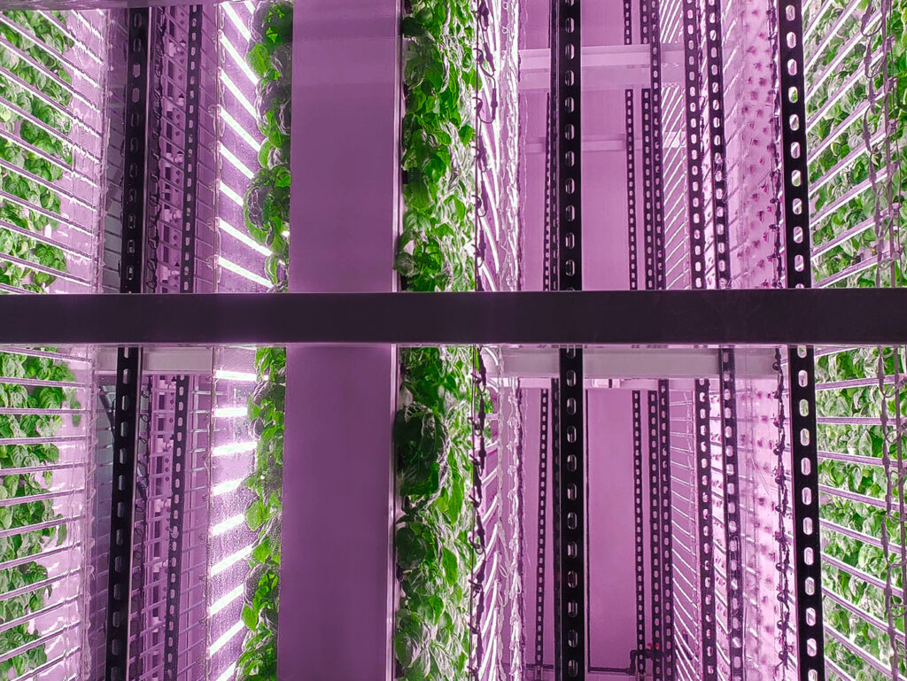 OnePointOne, Sakata Seed America accelerate vertical farming options