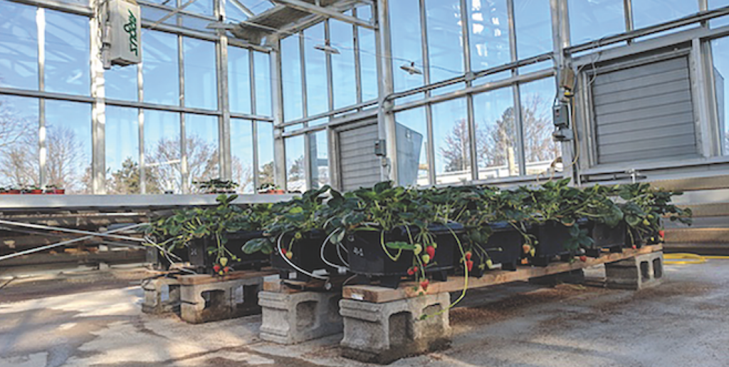 Growing strawberries in substrates topic of Ohio State University webinar
