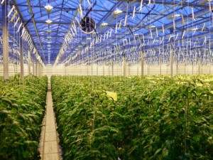 USDA awards $3.77million grant for CEA research