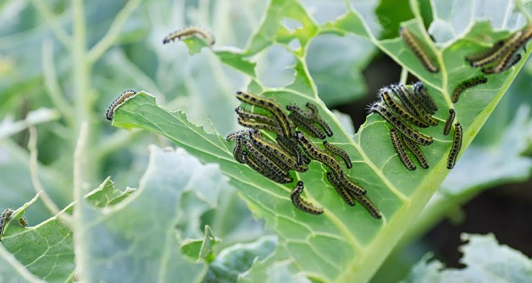 Plants can prepare for insect attack sequence