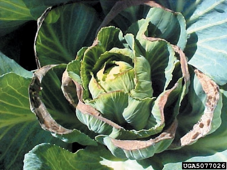 Calcium and boron deficiencies in brassica crops