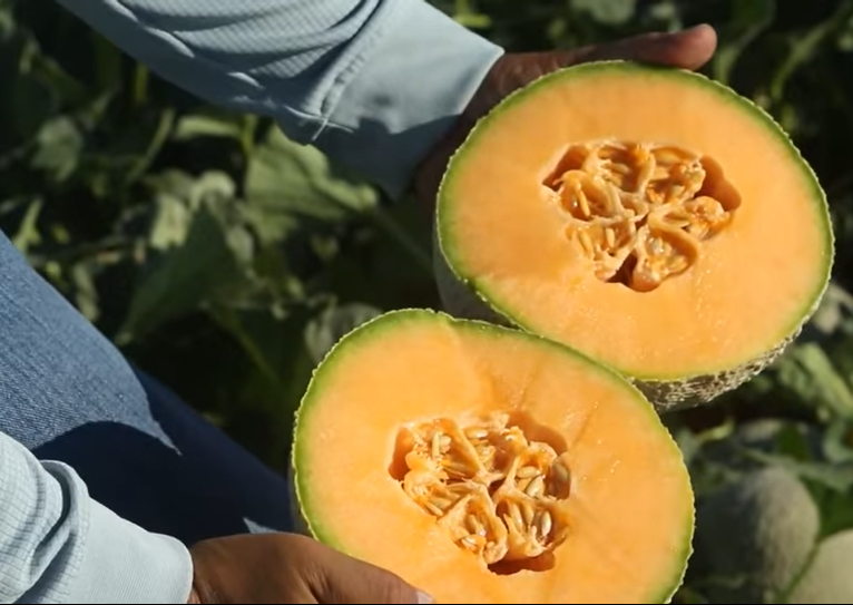 California cantaloupe growers report delayed planting