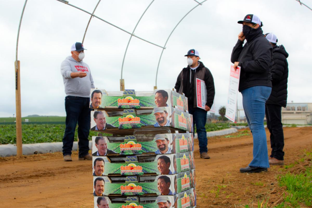 California strawberry growers enhance safety practices for COVID-19