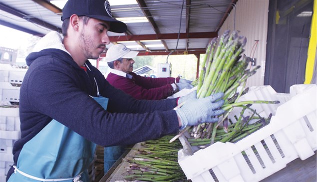 California asparagus growers work to remain competitive