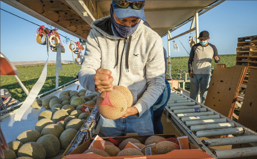 Mixed bag for California melon crop reported