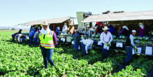 California growers will be hit with a twofold blow in the next few years: a $15-per-hour minimum wage and an eight-hour-a-day overtime rules.