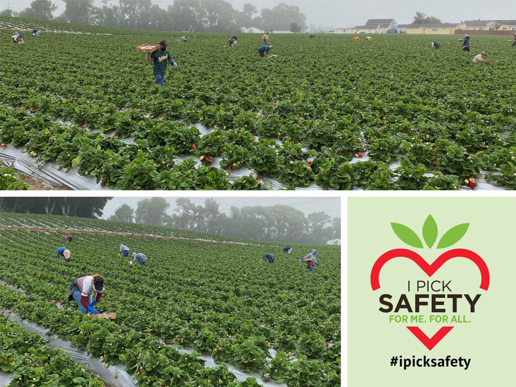 ‘I Pick Safety’ campaign ramped up by California Strawberry Commission