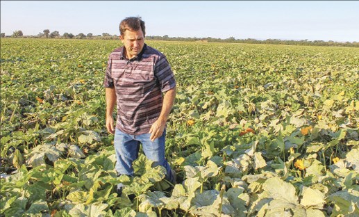 California produce markets retain sharp division