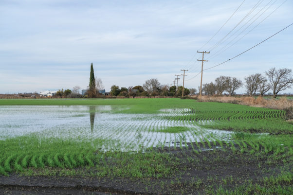 Storms damage California crops, farms