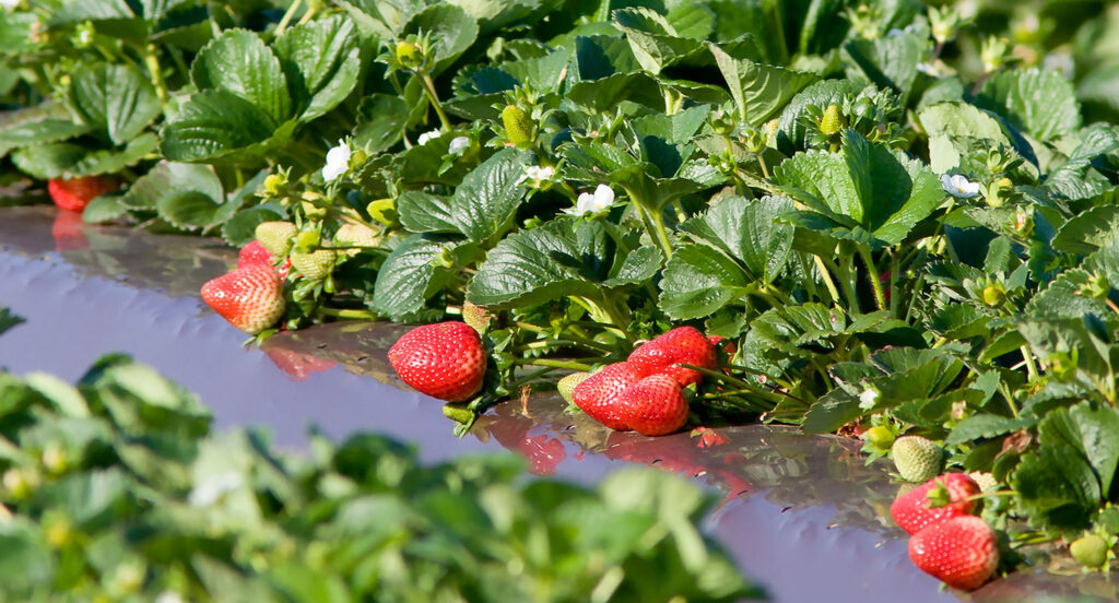 COVID-19 not food system threat; California farmers still feel pinch