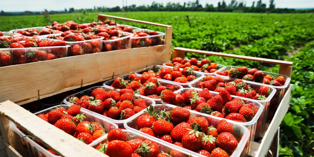 July 14 is date set for virtual Santa Maria Strawberry Field Day