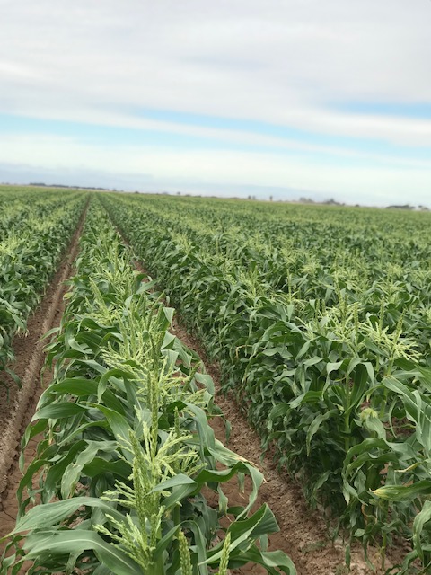 Warmer temperatures mark start of California sweet corn season