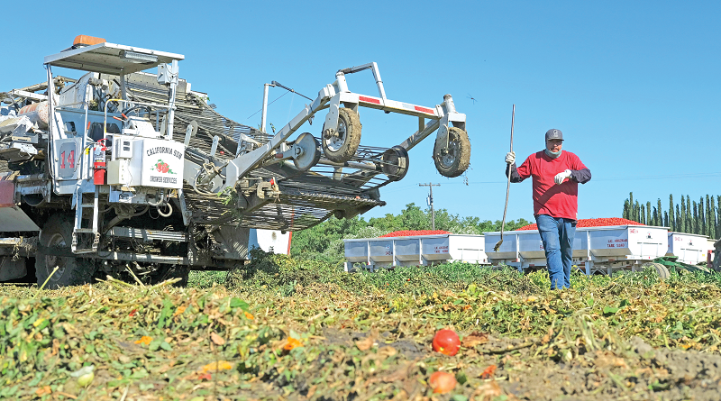 Weather disrupts California processing tomato harvest