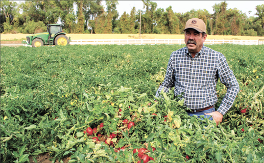 Heat, drought cutting into California tomato harvest