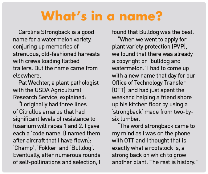 Carolina strongback name