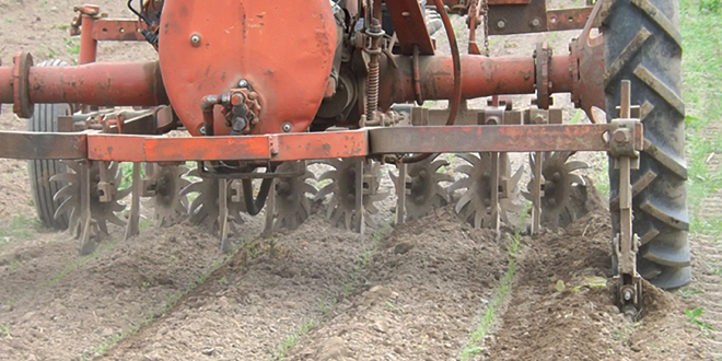 Organic carrots require diligent weed management