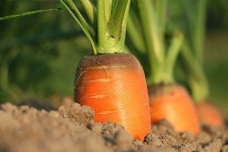 Michigan carrots growers to vote on future of program