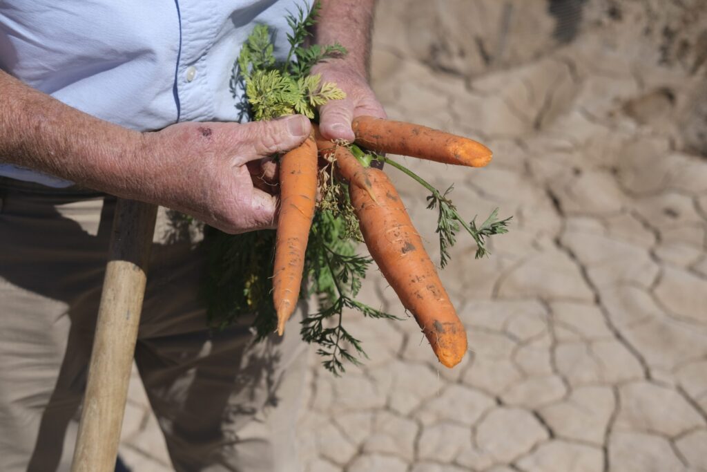 California winter vegetables thriving in Imperial Valley