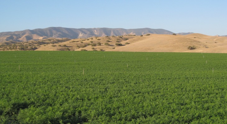 California carrot growers seriously affected by Groundwater Sustainability Act
