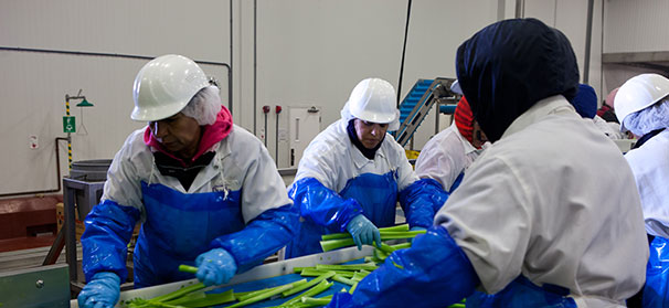 Fresh-cut celery a success for Duda Farm Fresh Foods