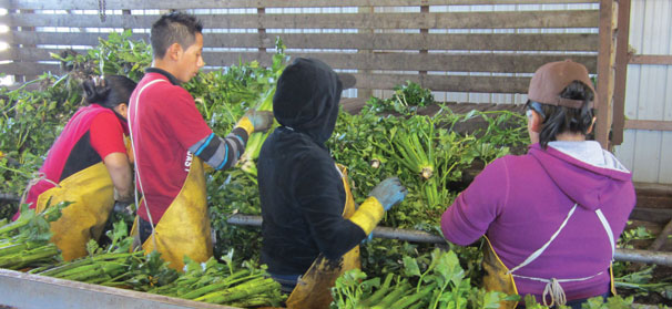 Celery packing lines susceptible to foodborne pathogens