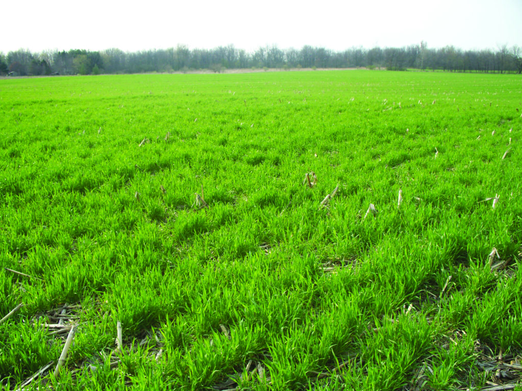 Time to make key decision for cover crop effectiveness
