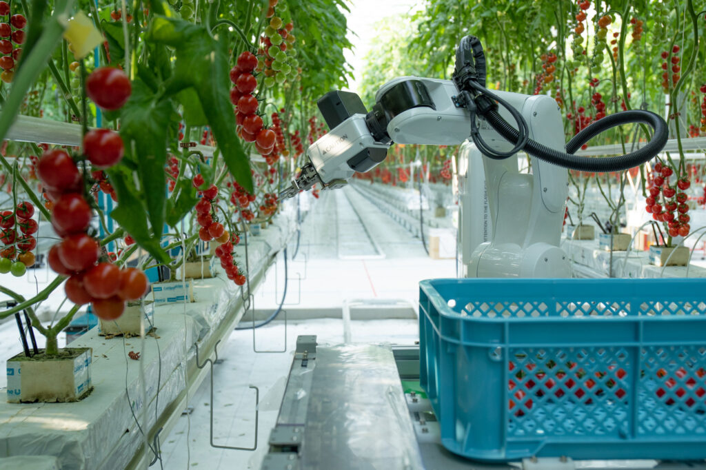 Multifunctional robot for tomato harvesting introduced