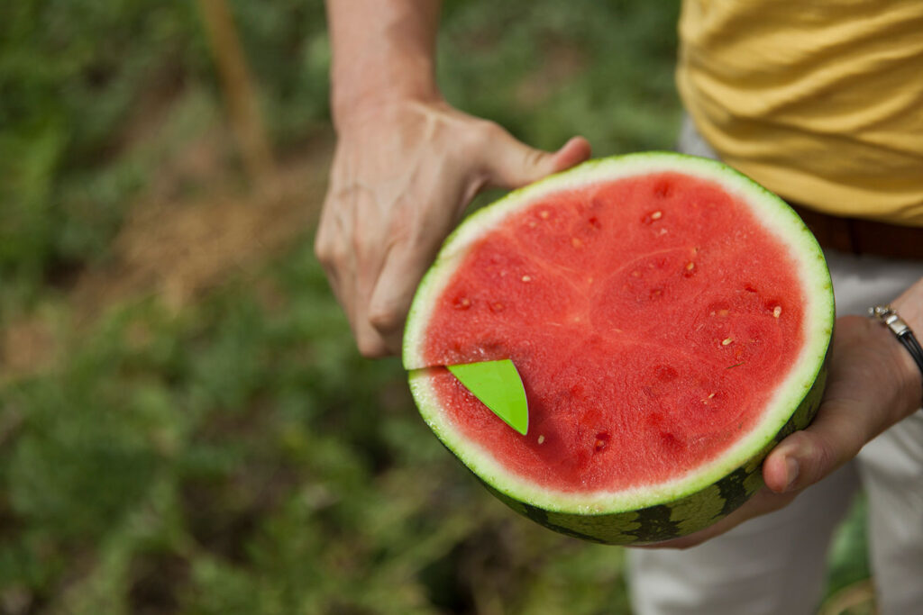 Hazera showcases melon varieties in Spain
