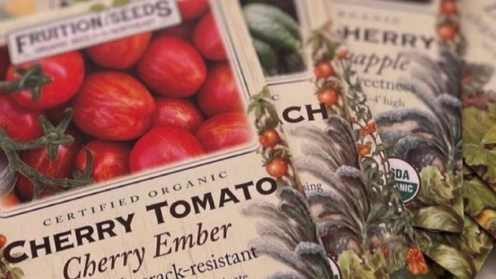 New Cherry Ember tomato’s thicker skin promises improved yield